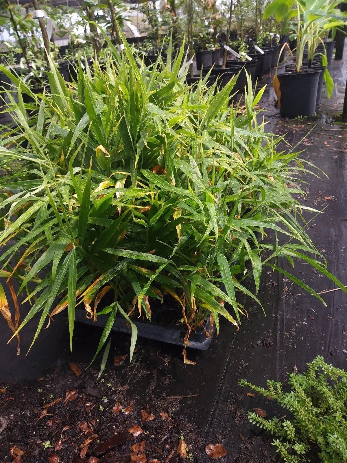 Ginger Live Plant - Edible Culinary Root - Zingiber officinale - Indoor/Outdoor Herbaceous Perennial