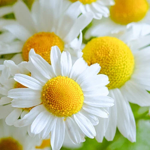 German Chamomile Seeds 2,500 Heirloom Non-GMO Matricaria chamomilla for Herbal Garden, Tea & Remedies
