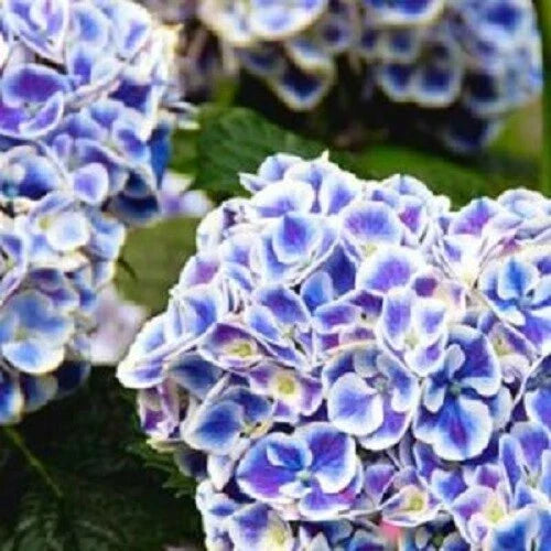 Hydrangea macrophylla Seeds - Perennial Hardy Garden Shrub with Pink & Blue Blooms - 5 Seeds