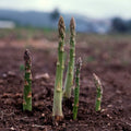 Asparagus Seeds UC 157 F2 Hybrid Non-GMO Vegetable Seeds for Home Garden, Asparagus officinalis