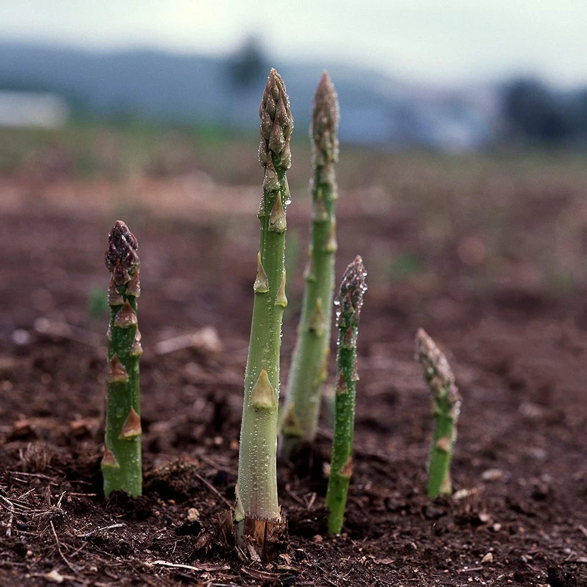Asparagus Seeds UC 157 F2 Hybrid Non-GMO Vegetable Seeds for Home Garden, Asparagus officinalis