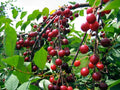 Sweet Cherry Seeds - Pack of 5 - Prolific Yielding, Sweetest Flavor - Prunus avium Fruit Tree for Home Garden & Orchard