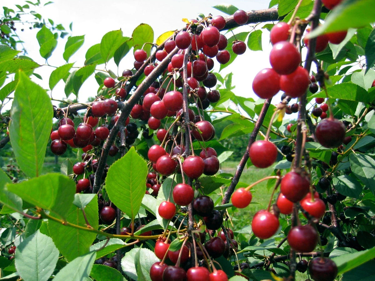Sweet Cherry Seeds - Pack of 5 - Prolific Yielding, Sweetest Flavor - Prunus avium Fruit Tree for Home Garden & Orchard