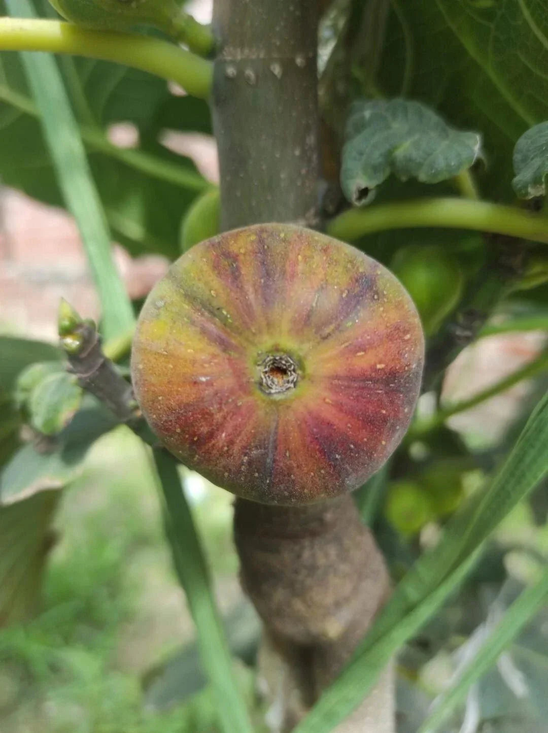 Rare Fig Cutting Martinenca Rimada - Ficus carica - 1 Fresh Cutting