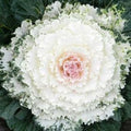 Ornamental Kale Seeds - Songbird White, Brassica oleracea, 40 Seeds, Decorative Foliage, Edible Garden, Pollinator Friendly