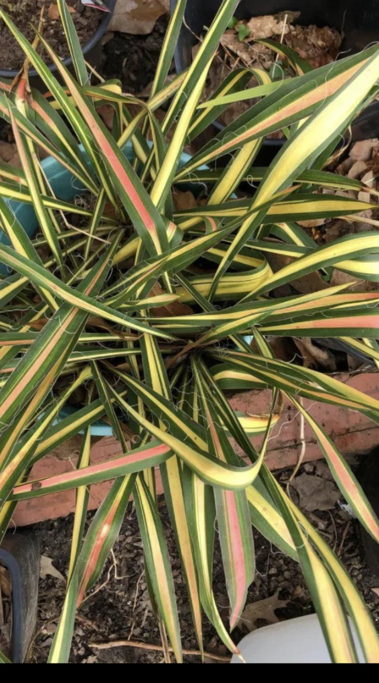 Variegated Yucca Plant - Small Bareroot Yucca filamentosa 'Color Guard' - Low Maintenance Perennial for Garden or Landscape