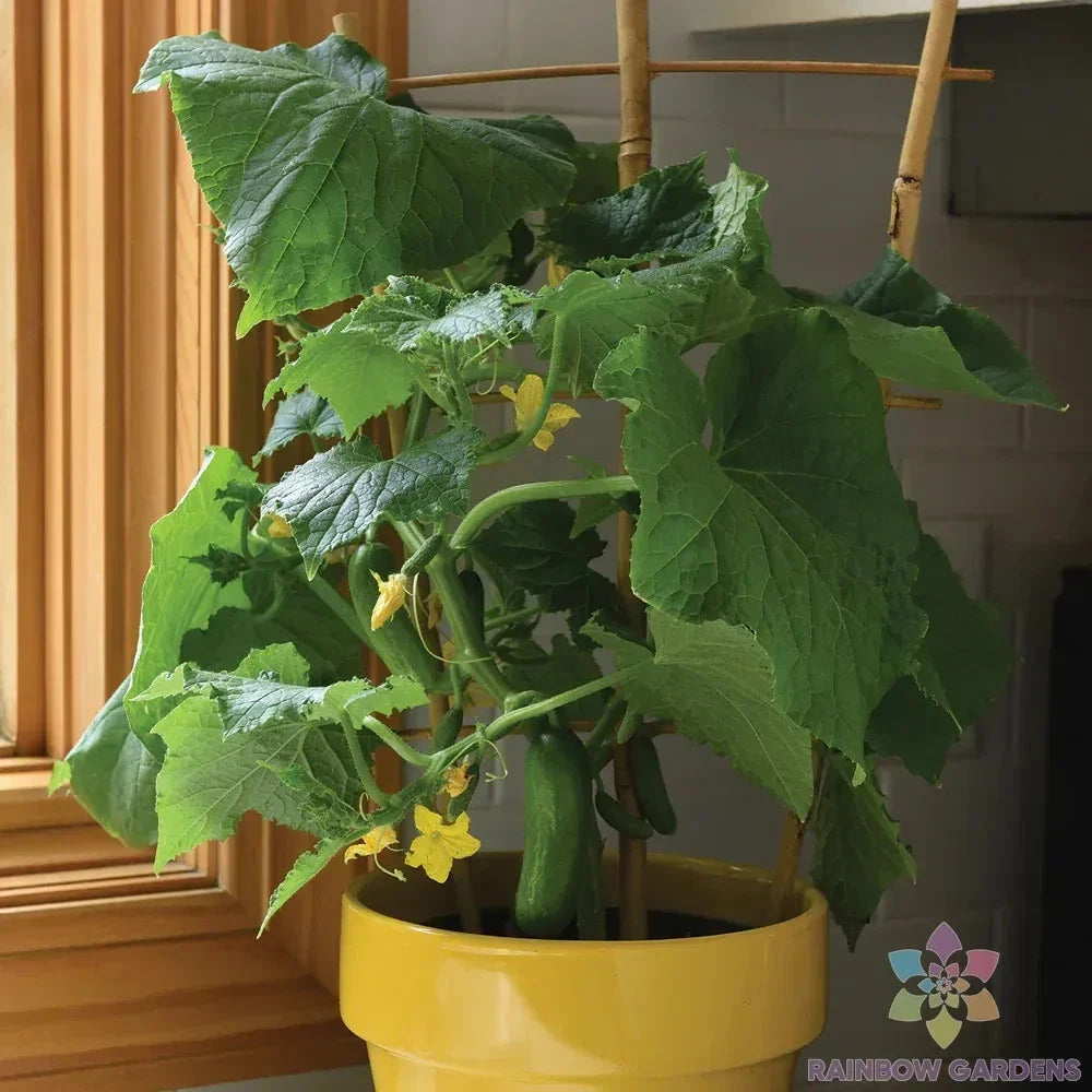 Mini Snack Cucumber Seeds - Heirloom Cucumis sativus for Home Garden, Container Growing, Fast-Germinating, USA Grown, Free Shipping