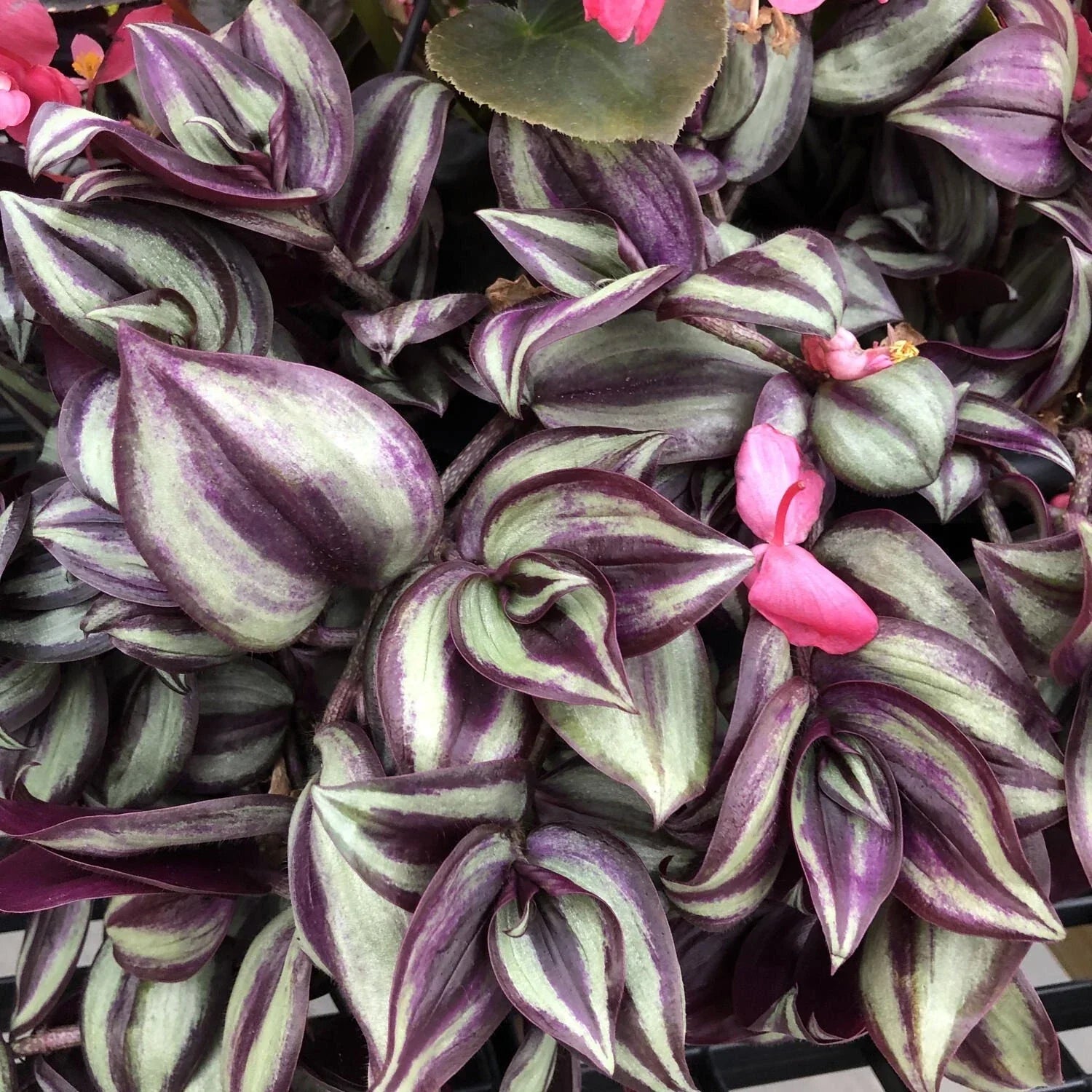 Tradescantia Zebrina Cuttings - 12 Stem Wandering Jew Houseplant Propagation - Easy Care Indoor Plant