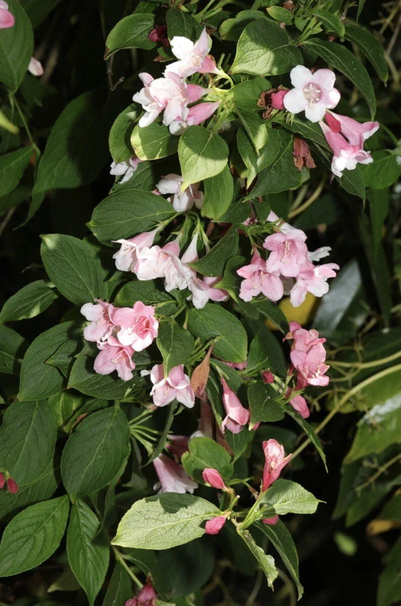 Weigela florida Flower Seeds - Old Fashioned Bush Shrub, Pink & White Blooms, Perennial Garden Seeds, Butterfly & Hummingbird Attracting
