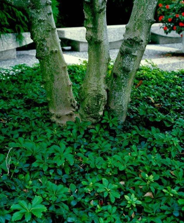 Pachysandra Ground Cover Plants - 10 Rooted Cuttings - Native Pachysandra procumbens - Winter Hardy, Shade Tolerant