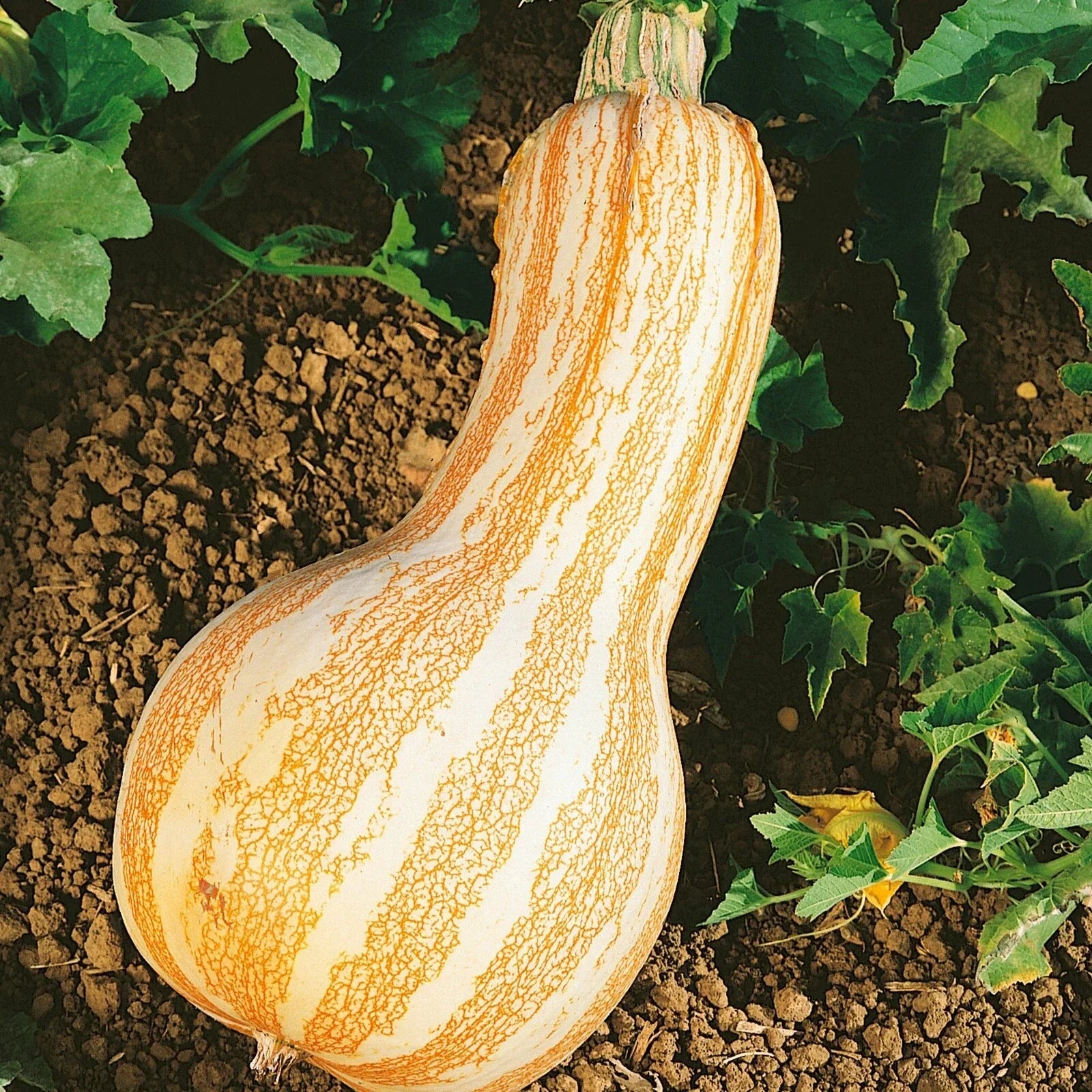 Cushaw Pumpkin Squash Seeds Pack of 10-100 Non-GMO Heirloom Orange Striped Cucurbita mixta