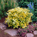 Golden Euonymus Hedge Shrub 1 Year Old, 'Aureo Marginatus', Yellow Variegated Foliage, Compact, Drought-Tolerant, Foundation Planting