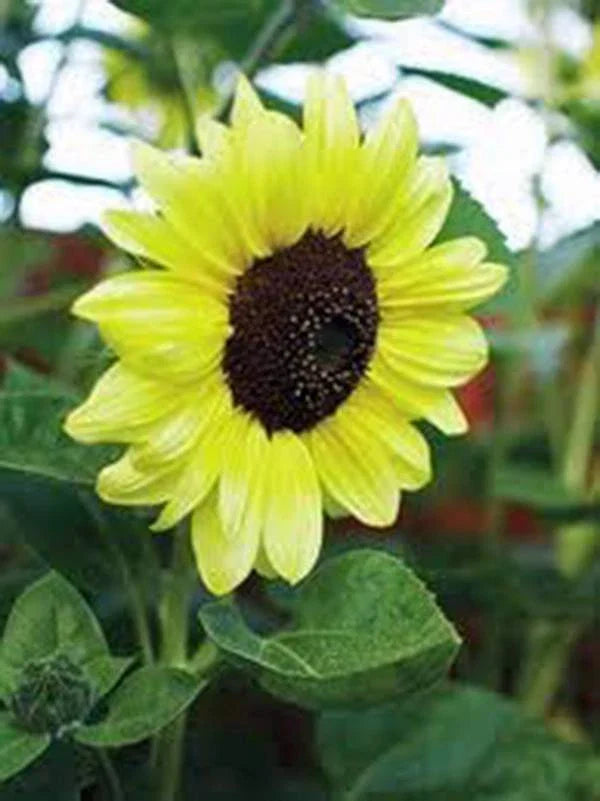 Sunflower Seeds 100 Count Lemon Queen Helianthus annuus Vibrant Colorful Blooms Garden Plant