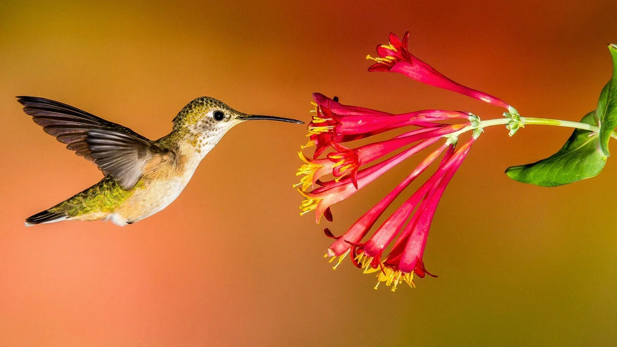 Hummingbird Wildflower Seed Mix - Perennial Garden Blend for Attracting Hummingbirds - Easy to Grow, Colorful Wildflower Seeds