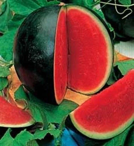 Sugar Baby Watermelon Seeds - Organic Citrullus lanatus for Small Gardens & Containers, Juicy Red Flesh, 25 Seeds