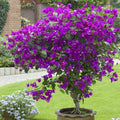 Bougainvillea Starter Plant - Violet Variety, Well Rooted, Climbing Vines, Bougainvillea spectabilis