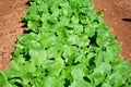 Organic Seven Top Turnip Seeds - Brassica rapa - Vegetable Garden & Container Gardening - 1000+ Non-GMO Seeds