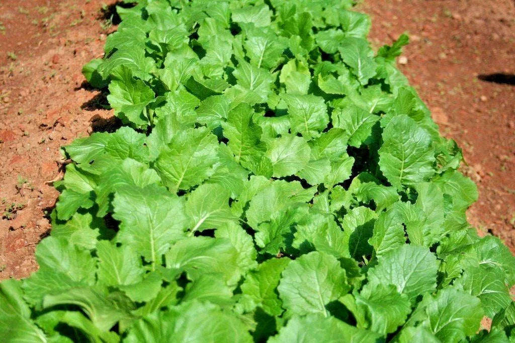Organic Seven Top Turnip Seeds - Brassica rapa - Vegetable Garden & Container Gardening - 1000+ Non-GMO Seeds