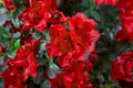 Azalea Starter Plant - Well Rooted Rhododendron ‘Autumn Fire’ - Deep Red Fall Blooms, Deciduous Shrub