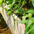 Bush Green Yard Long Bean Seeds – Chinese Green Cowpeas, Vigna unguiculata, Pack of 50 Seeds