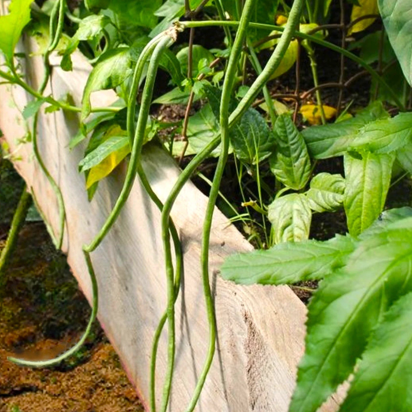 Bush Green Yard Long Bean Seeds – Chinese Green Cowpeas, Vigna unguiculata, Pack of 50 Seeds