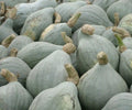 Blue Hubbard Winter Squash Seeds - Heirloom Cucurbita maxima - Vining Vegetable, 10+ Pack