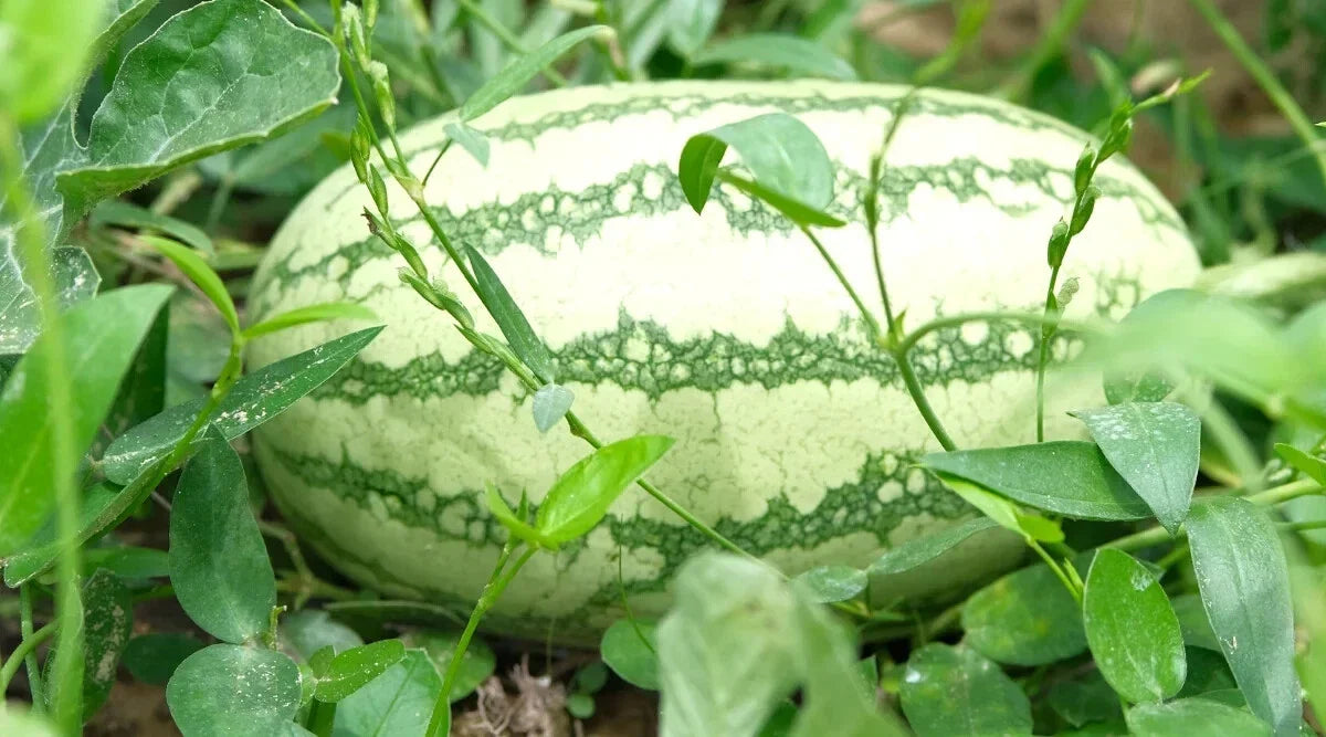 Sweet Beauty Watermelon Seeds - 50+ Pack for Gardening, Citrullus lanatus, Juicy, Non-GMO, USA Grown, Free Shipping