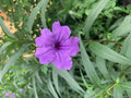 Dwarf Bluebell Live Plant - Aquatic Marginal Starter - Ruellia brittoniana - Blue Flowering Perennial