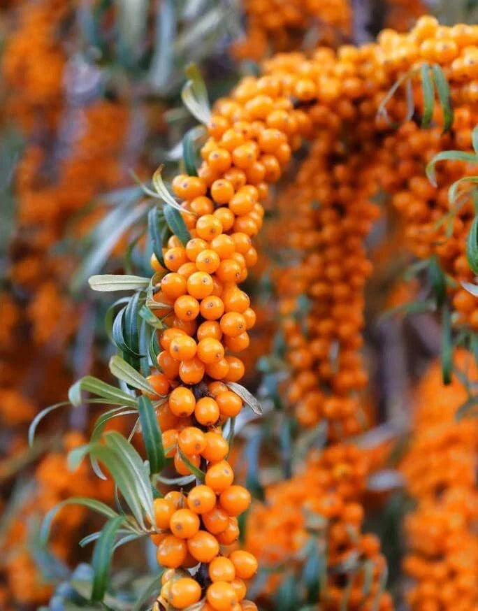 Seaberry Bush Seeds 50 Pack - Edible Hippophae rhamnoides for Garden, Hedges, Fruit Production