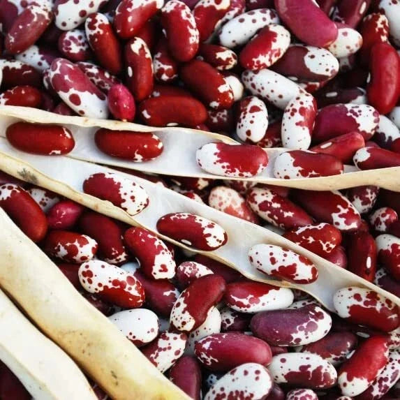 Jacob's Cattle Bean Seeds - 20 Seeds, Heirloom Phaseolus vulgaris, High Yielding Bush Beans for Planting