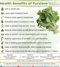 Purslane Seeds 300+ Organic Non-GMO Portulaca oleracea Edible Ground Cover for Salad & Cooking