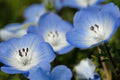 Baby Blue Eyes Flower Seeds - 565 Seeds, Nemophila menziesii, Shade-Loving, Low-Growing, Non-GMO Seeds for Gardens and Landscapes