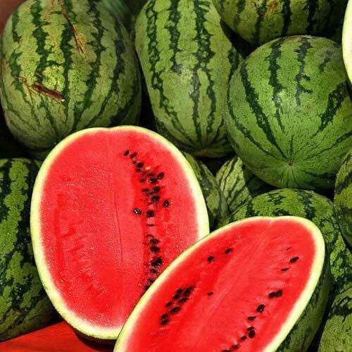 Jubilee Watermelon Seeds - Heirloom Non-GMO, Juicy Citrullus lanatus, Bountiful Harvest, Vining, 25 Seeds