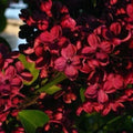 Red Lilac Seeds - Perennial Flower, Syringa vulgaris, Fragrant, Bushy Growth, 25 Seeds, US Seller