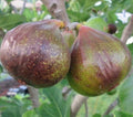 Olympian Fig Live Plant in 1 QT Grow Bag, Ficus carica, Mediterranean Fruit Tree for Container Gardening