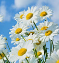 Shasta Daisy Seeds - 501+ Count Native Wildflower for Summer Garden - Easy to Grow Container Plant - Leucanthemum × superbum