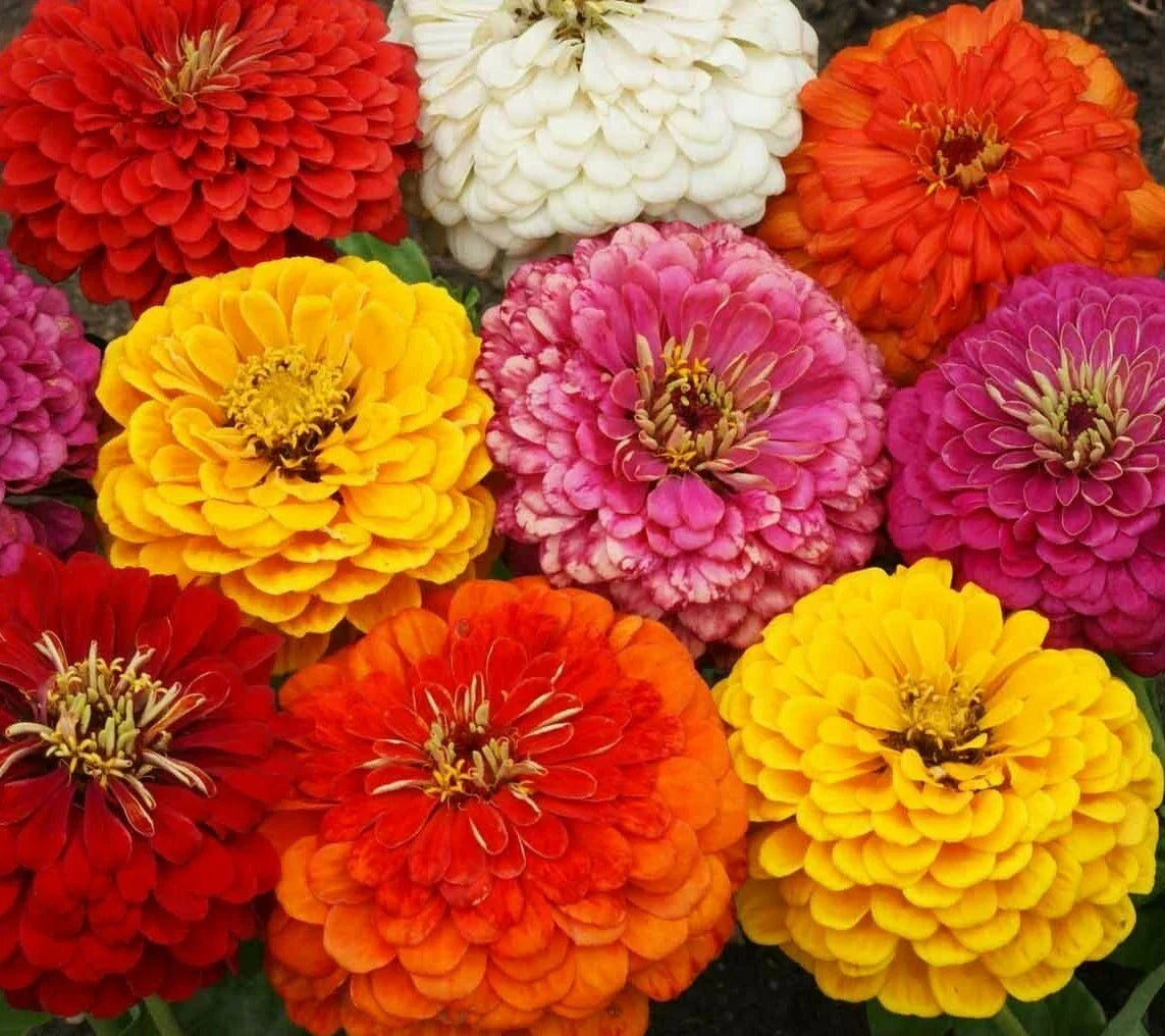Zinnia Dahlia Flowered Mix Seeds - 100+ Annual Garden Flowers for Bees & Birds, Vibrant Colors, Easy to Grow, Zinnia elegans