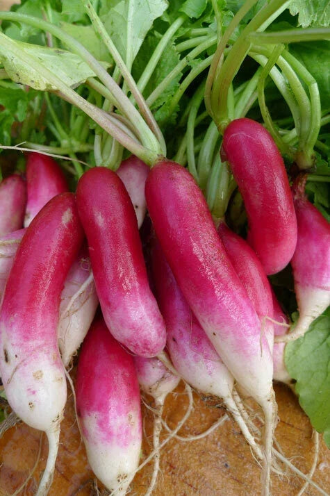French Breakfast Radish Seeds - Heirloom Raphanus sativus, Fast-Growing, Crisp, Non-GMO, 50-5000 Seeds for Garden, Salad, Garnish