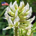 Licorice Root Plant | Perennial Live Herb | Glycyrrhiza Lepidota | Native Sweetener & Edible Garden