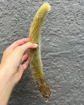 Monkey Tail Cactus Cutting 6-8" Bare Root Hildewintera Fuzzy Succulent Plant