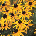 Black-Eyed Susan Seeds - 25 Fresh Rudbeckia hirta Flower Seeds for Pollinator Gardens, Borders, and Containers