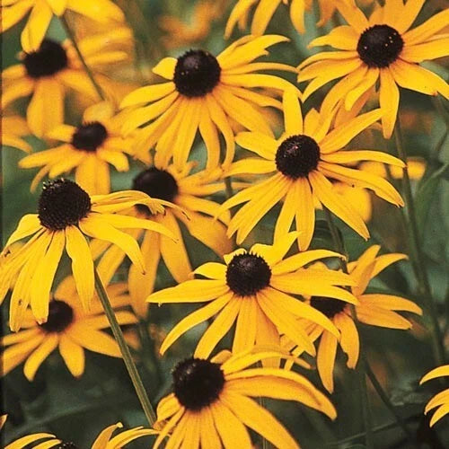 Black-Eyed Susan Seeds - 25 Fresh Rudbeckia hirta Flower Seeds for Pollinator Gardens, Borders, and Containers