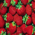 Everbearer Strawberry Plants - 10 Bare Roots - Ft. Laramie Variety - Fragaria × ananassa - Home Garden, Container, Bed