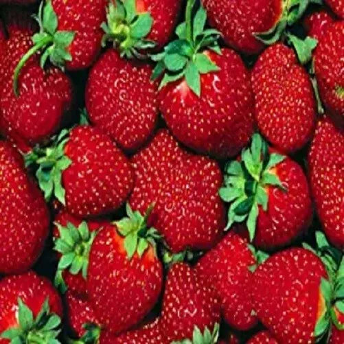 Everbearer Strawberry Plants - 10 Bare Roots - Ft. Laramie Variety - Fragaria × ananassa - Home Garden, Container, Bed