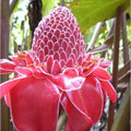 Torch Ginger Seeds - Pink Flowering Perennial - Etlingera Elatior - 10 Seeds for Tropical Gardens and Landscape