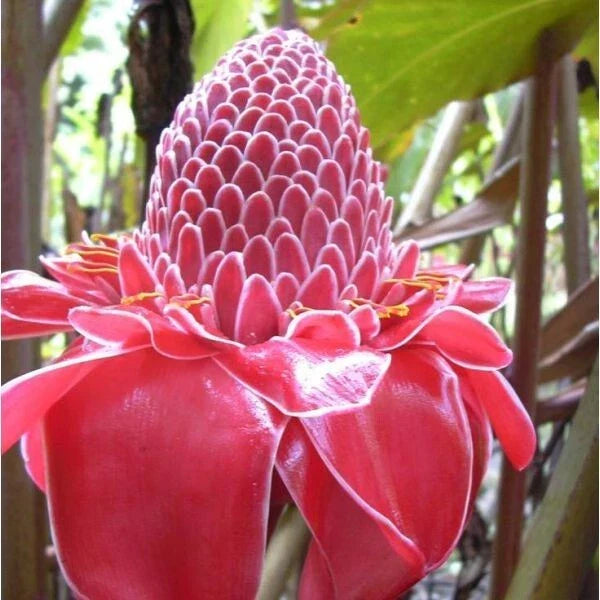 Torch Ginger Seeds - Pink Flowering Perennial - Etlingera Elatior - 10 Seeds for Tropical Gardens and Landscape
