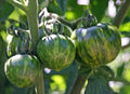 Green Zebra Tomato Seeds - Organic Heirloom Non-GMO, 120+ Seeds for Home Gardening, Salad & Cooking, Solanum lycopersicum