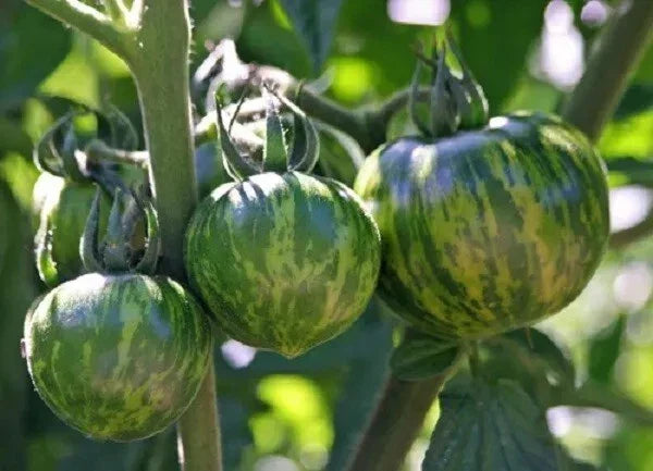 Green Zebra Tomato Seeds - Organic Heirloom Non-GMO, 120+ Seeds for Home Gardening, Salad & Cooking, Solanum lycopersicum