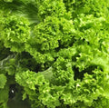 Mustard Seeds 500 Count Brassica juncea Southern Giant Non-GMO Fast Growing Vegetable for Salads and Sautéing