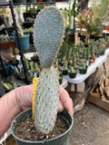 Beavertail Cactus Plant 7.5" Opuntia basilaris Succulent Desert Plant for Drought Tolerance, Indoor & Outdoor Gardening